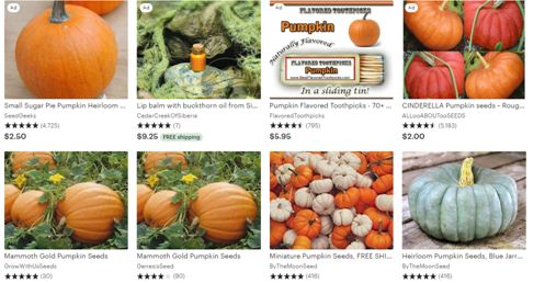 Pumpkin RARE Extra Long GIANT Squash ''Trombetta'' ~50 Top Quality Seeds 