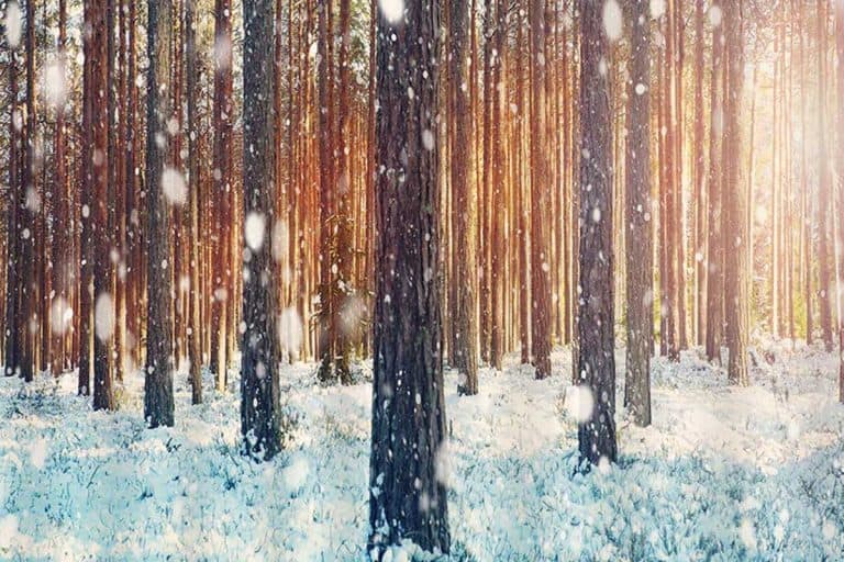 20 Winter-Themed Shower Curtains That Will Look Great In Your Bathroom