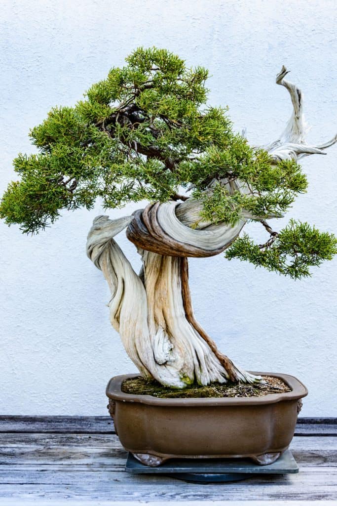 A beautiful old and prospering bonsai tree on a small brown ceramic pot