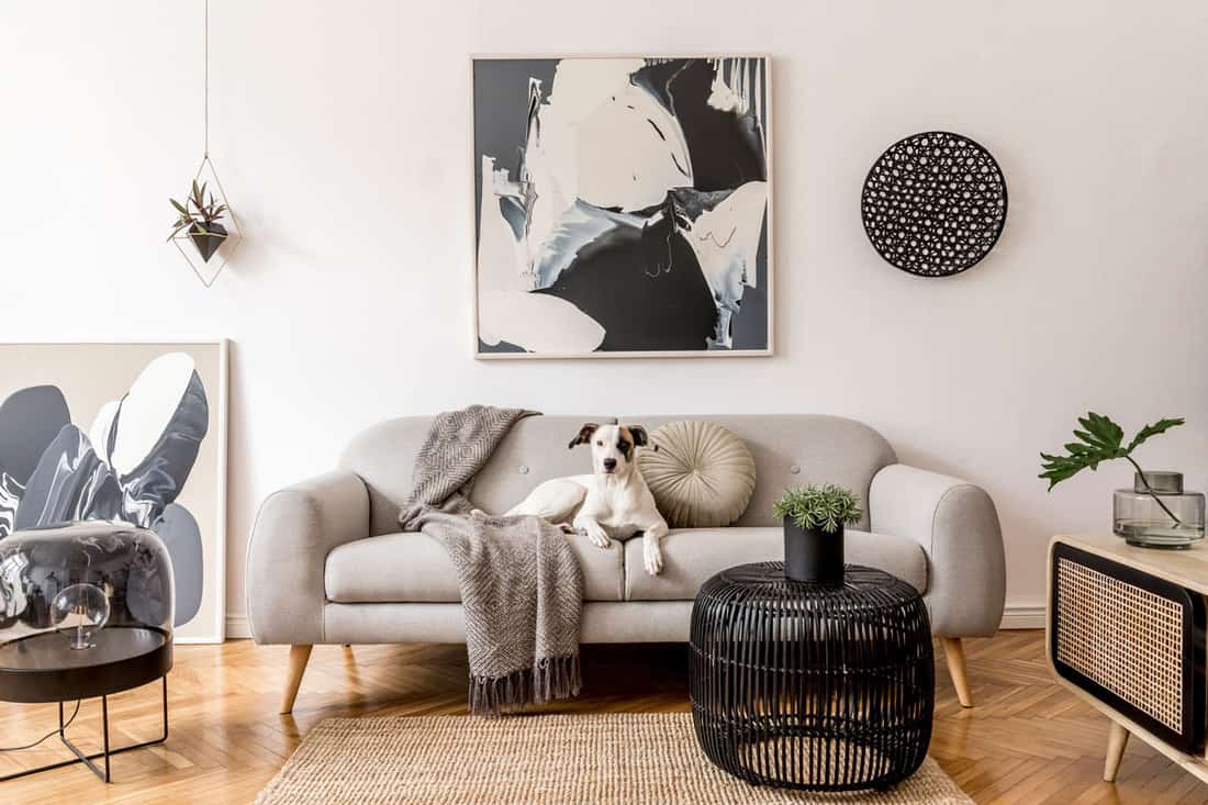 Living room with a dog sitting on sofa and white walled background with painting