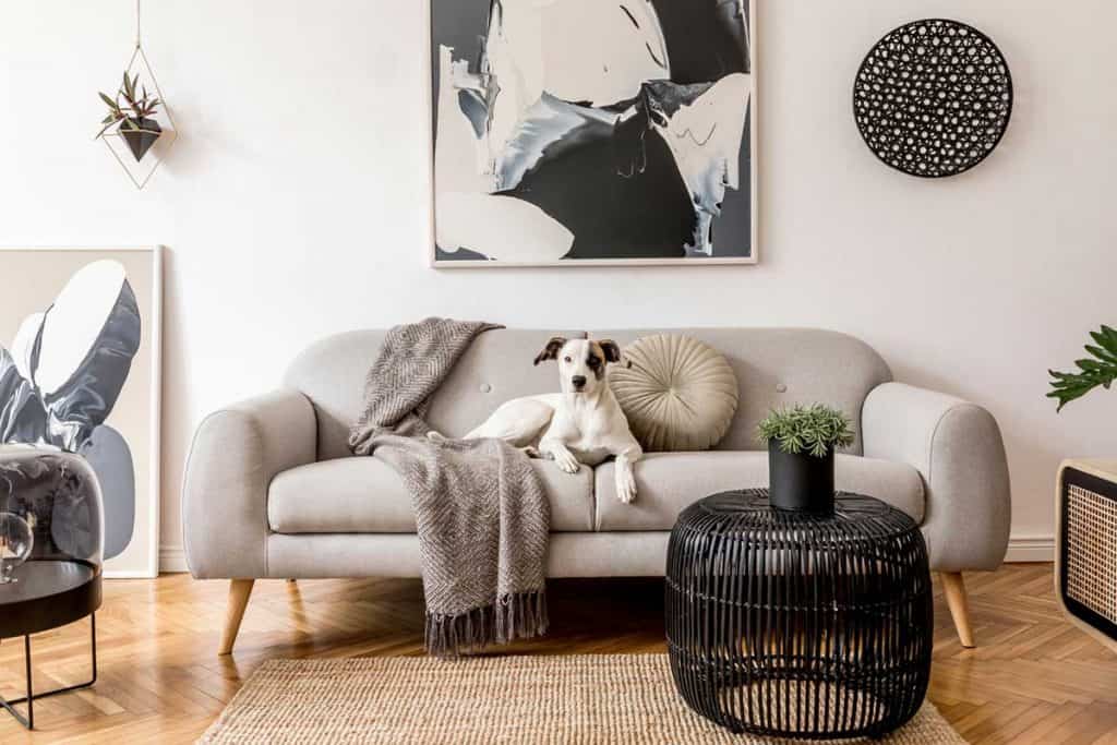 Stylish and scandinavian living room interior of modern apartment with grey sofa and white wall, What Color Couch Goes With White Walls? [Five suggestions inc. pictures]