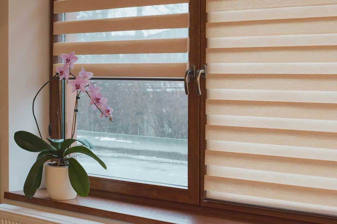 Interior detail, cozy home with window blinds highlighting on the side a pink blooming Phalaenopsis on white pot