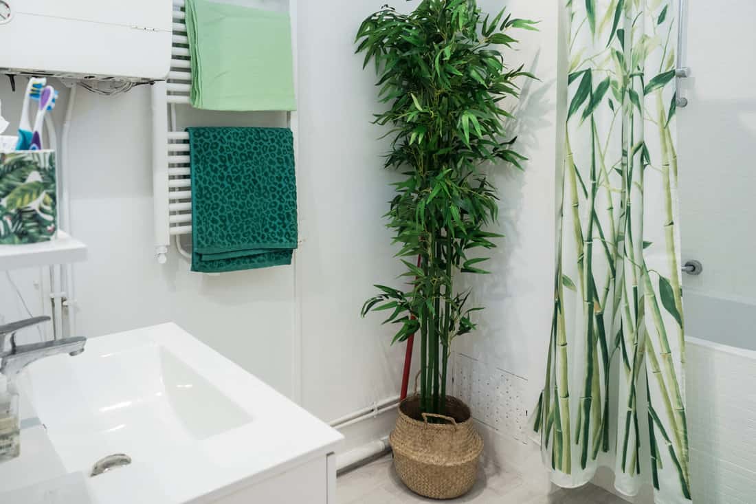 Interior of a modern bathroom with white painted walls and a plastic shower curtain with a bamboo design