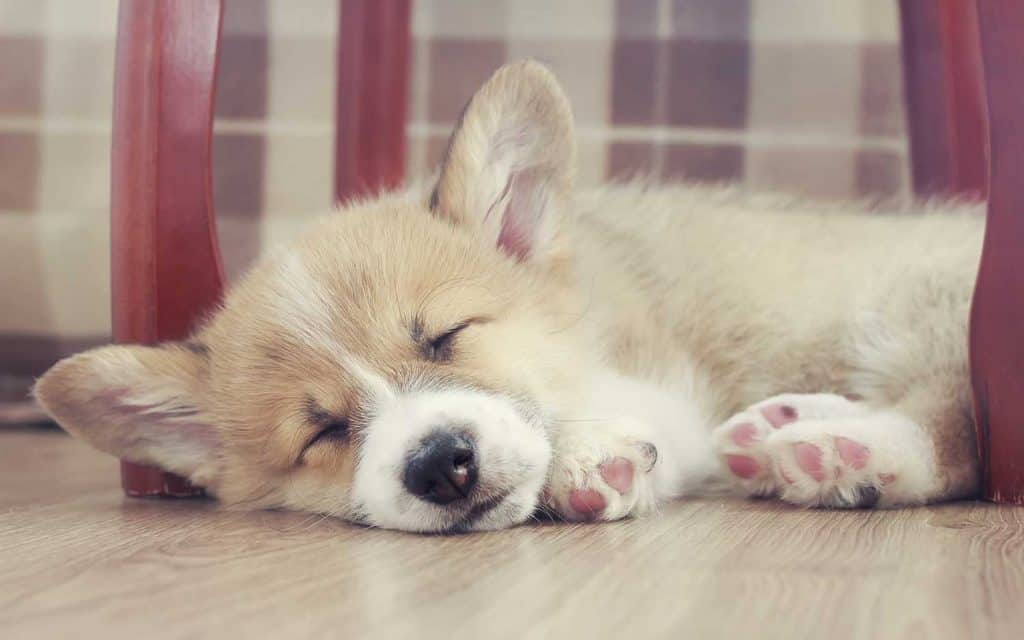 Cute little puppy Corgi dog sleeping sweetly on the wooden floor