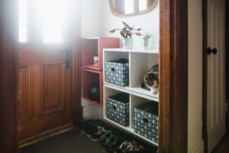 home interior, entrance hall, domestic cat, storage compartment, Where to Store Shoes at Entryway? [5 Suggestions]