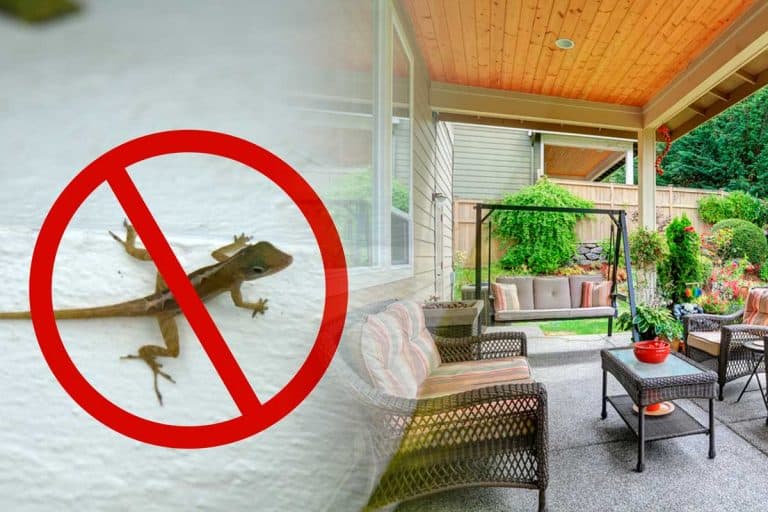 A collage of a Lizard in porch and a Cozy Porch covered sitting area with wicker chairs and swing bench, How To Keep Lizards Away From The Porch?