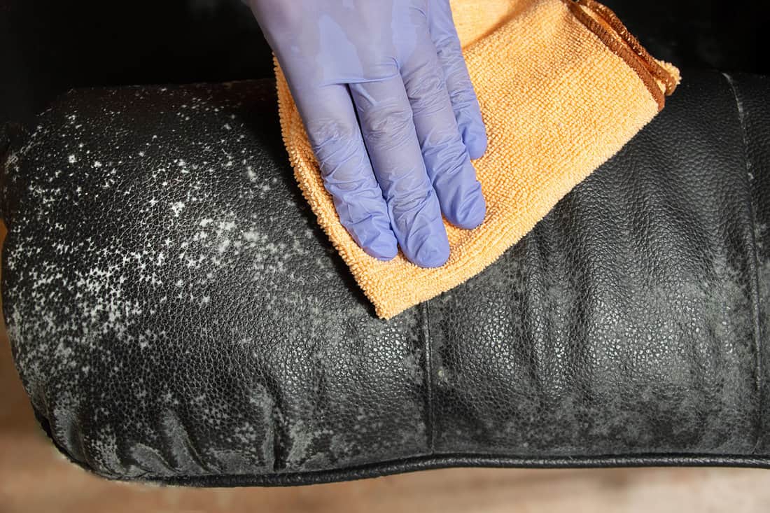 Cleaner wiping mildew from the leather sofa