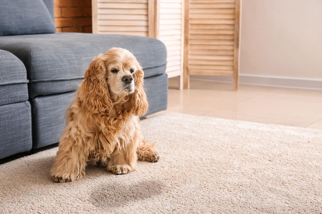 Cute dog near wet spot on carpet, Is Carpet Deodorizer Safe for Pets? (These 5 Are!)