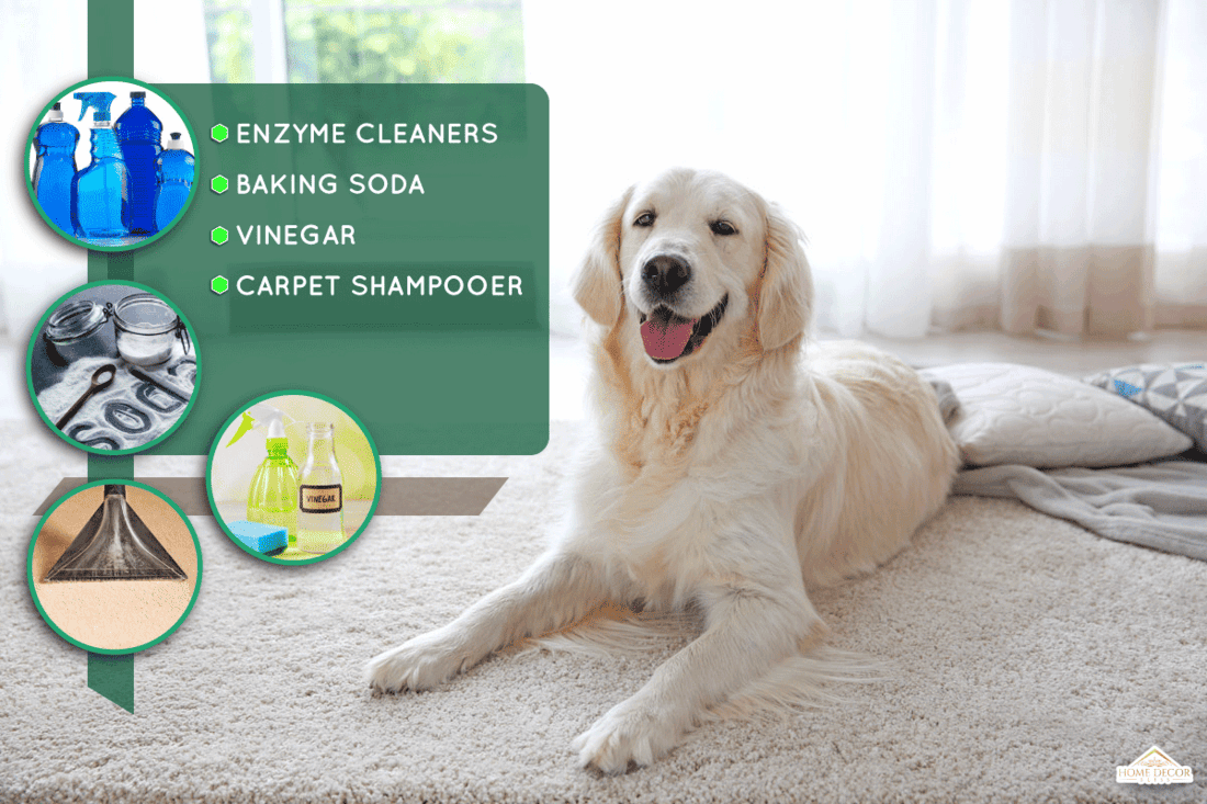 Cute dog on carpet, Is Carpet Deodorizer Safe for Pets? (These 5 Are!)