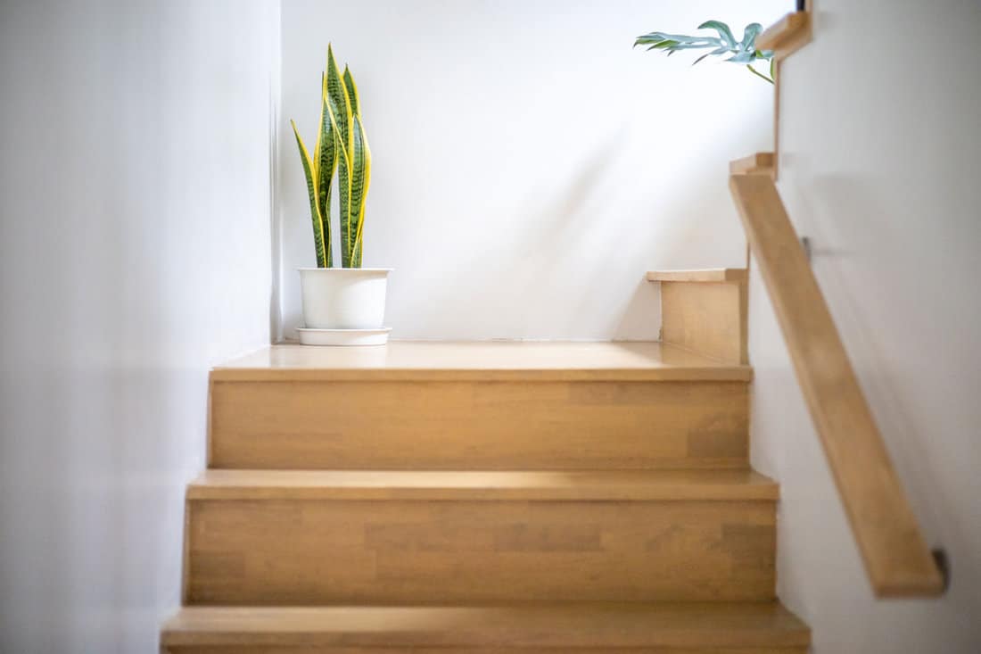 Modern natural ash tree wooden stairs in new house interior.