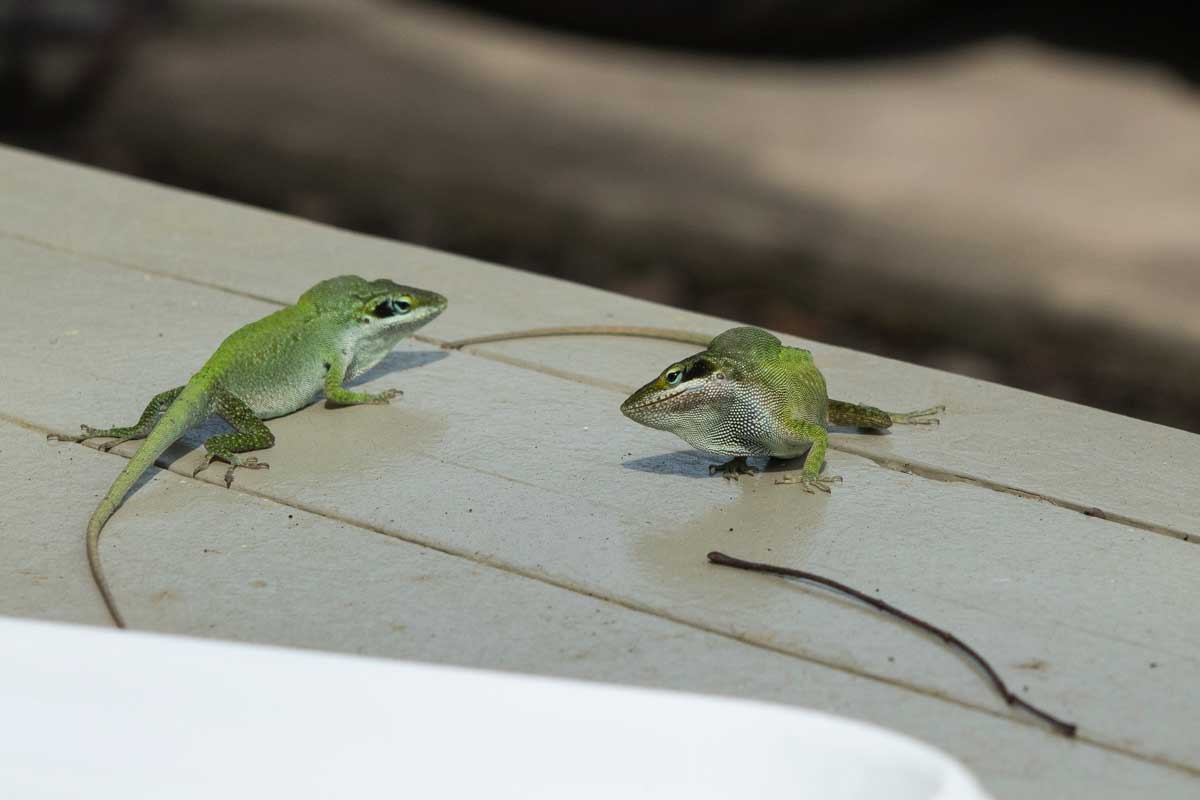 Two male Green Anoles, Anolis carolinensis, in a faceoff for territorial rights have a Challenge display of black eyespots and saggital expansion on a front porch