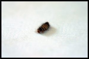 Read more about the article What Causes Carpet Beetles? [And How To Get Rid Of Them]