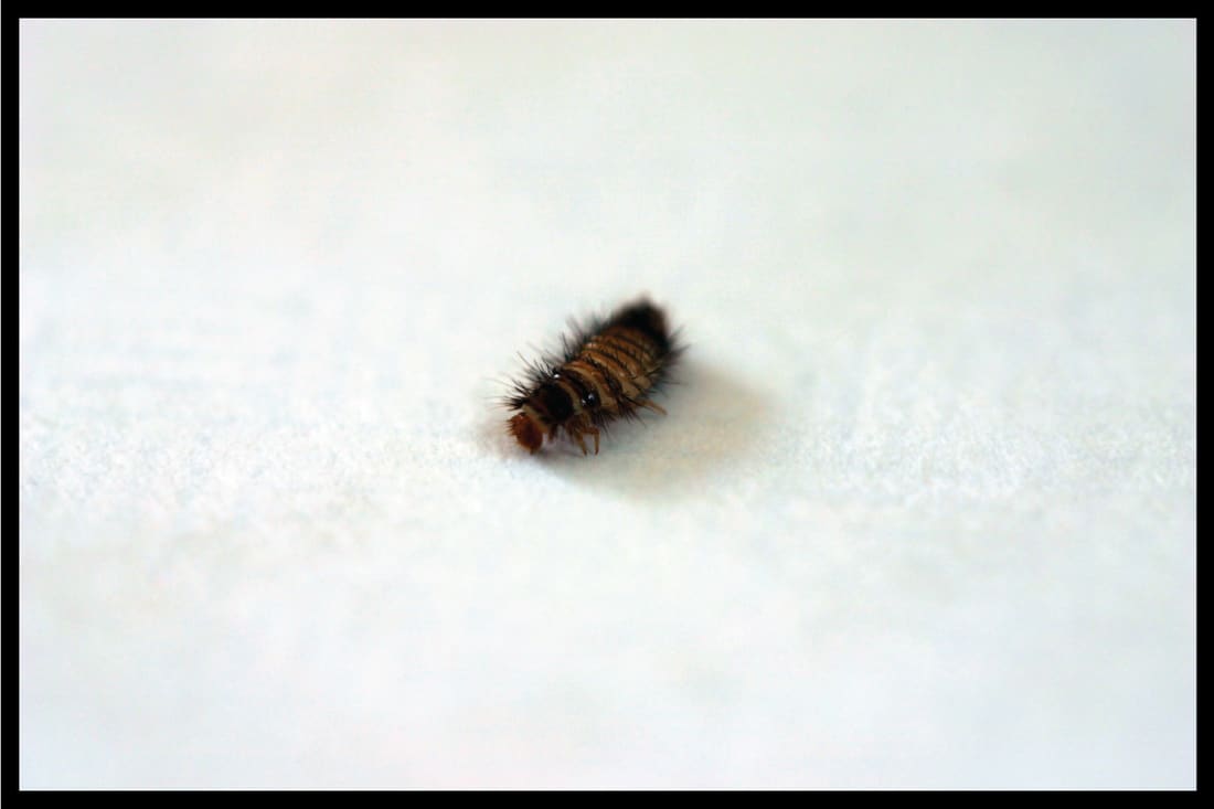 A macro of a very small isolated Carpet Beetle grub on a white background, What Causes Carpet Beetles (And How To Get Rid Of Them)