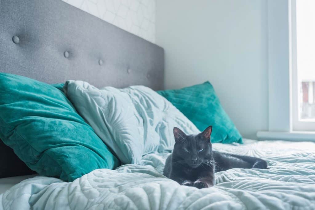 A cute gray cat sleeping on the bed with blue and white pillows with a gray headboard