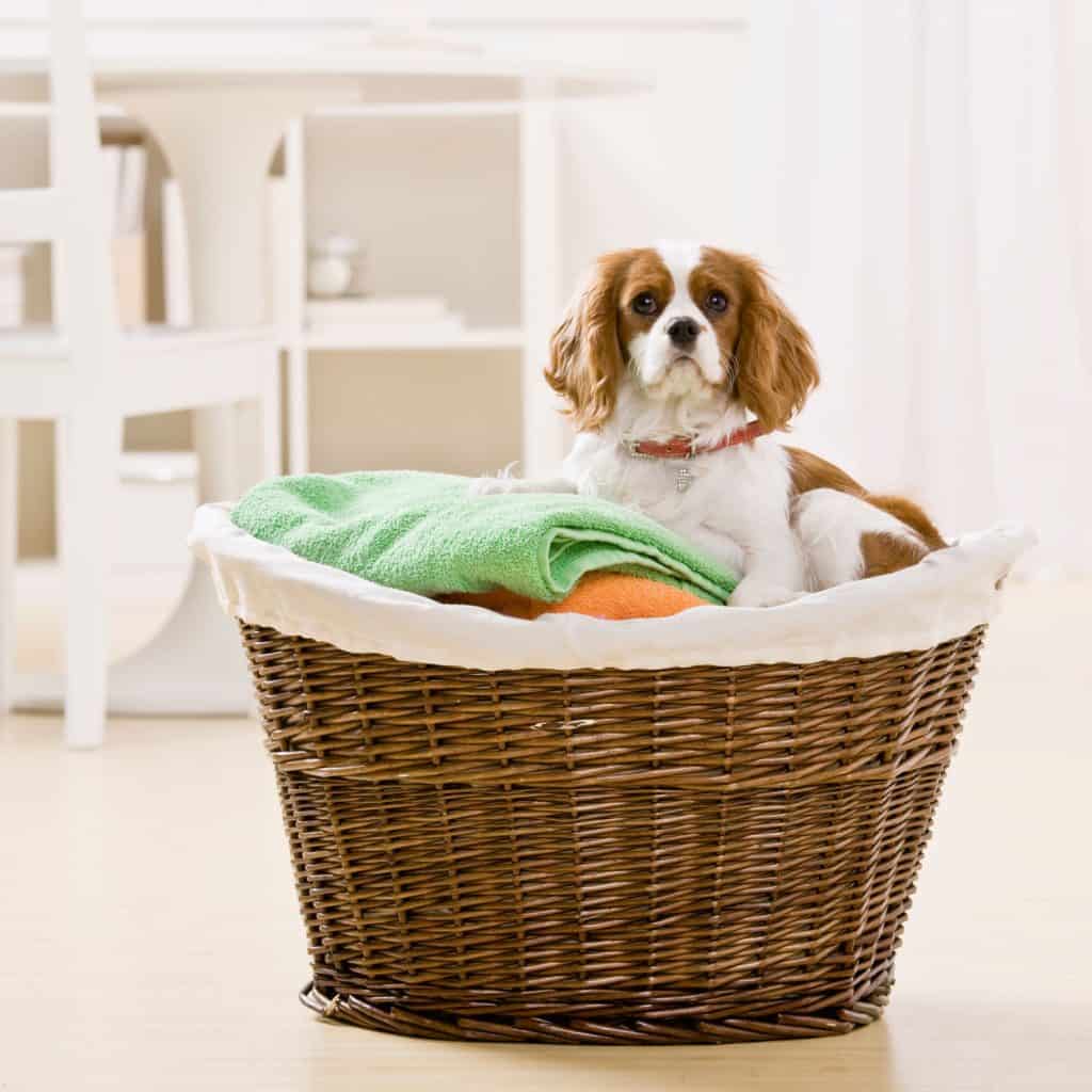 A dog sitting on a laundry basket