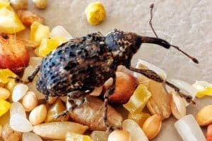 Read more about the article How To Get Rid Of Weevils In My Bedroom [4 Crucial Steps]