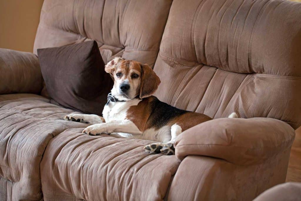Beagle dog on the couch
