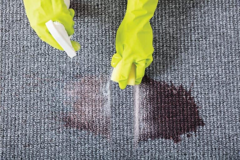 Close-up of a woman wearing gloves wiping stains on the carpet with spray bottle, How To Get Food Coloring Out Of Carpet [3 Steps]