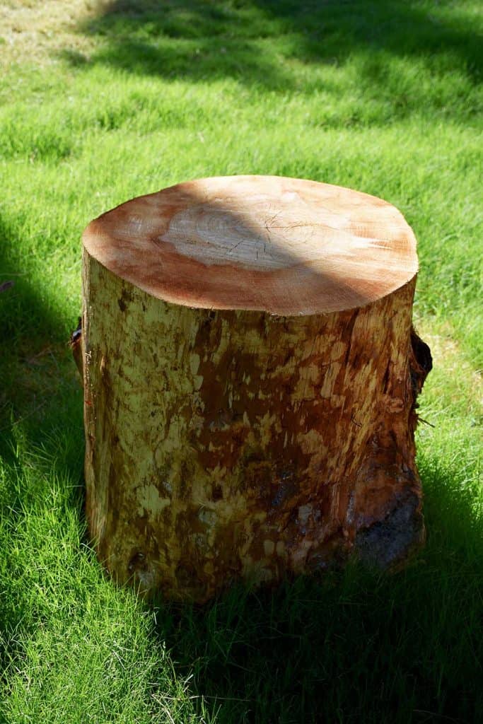Coffee table from tree stump in the garden