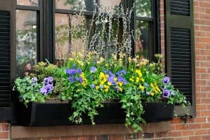 Read more about the article Should Window Boxes Match Trim?