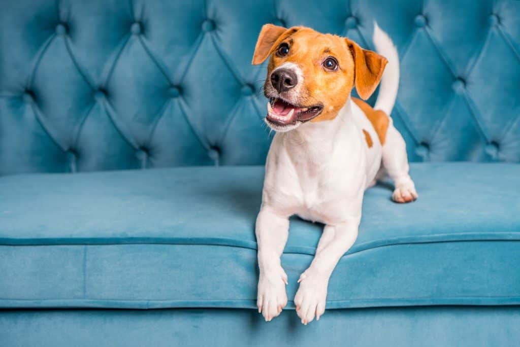 Soft sofa. Furniture background. Dog lies on turquoise velour sofa. Cozy and comfortable home interior.
