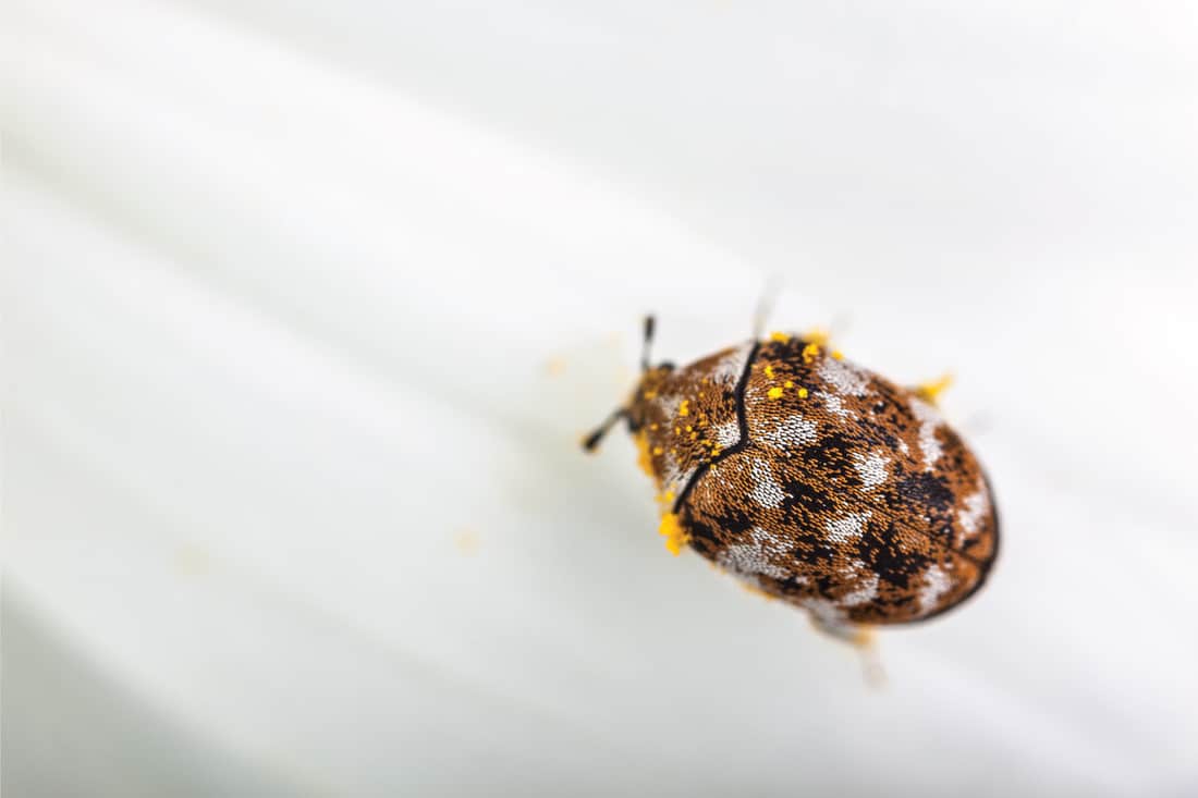 Macro shot of a varied carpet beetle on a white daisy