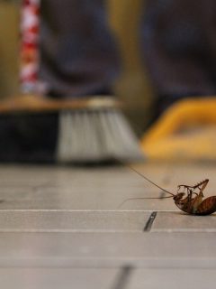 A dead cockroach on the floor after a bug bomb, How To Clean Up After A Bug Bomb