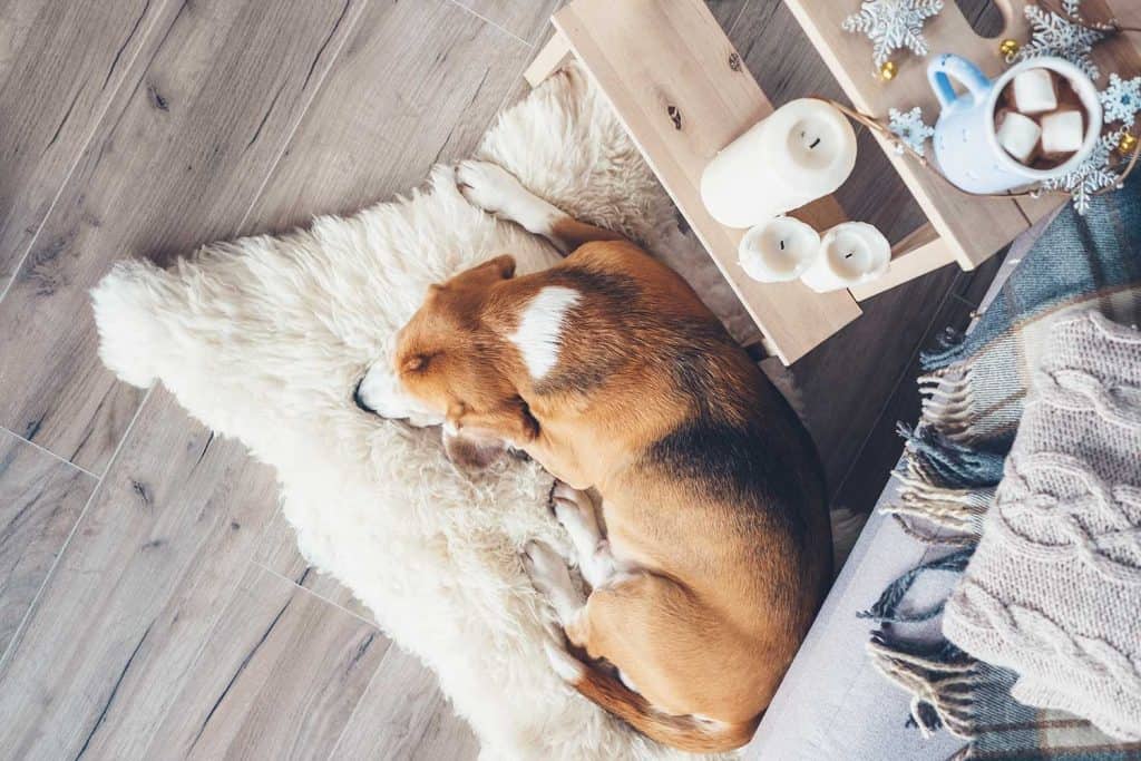 Beagle dog sleeps on fur carpet in living room