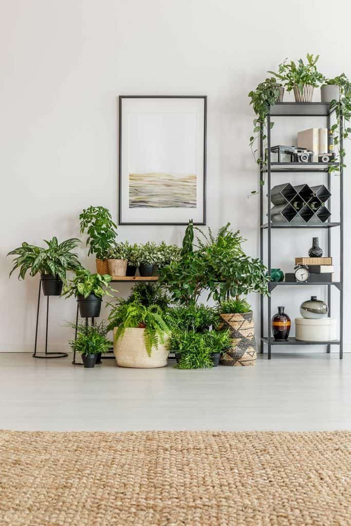 Bright room filled with green plants with simple poster on white wall