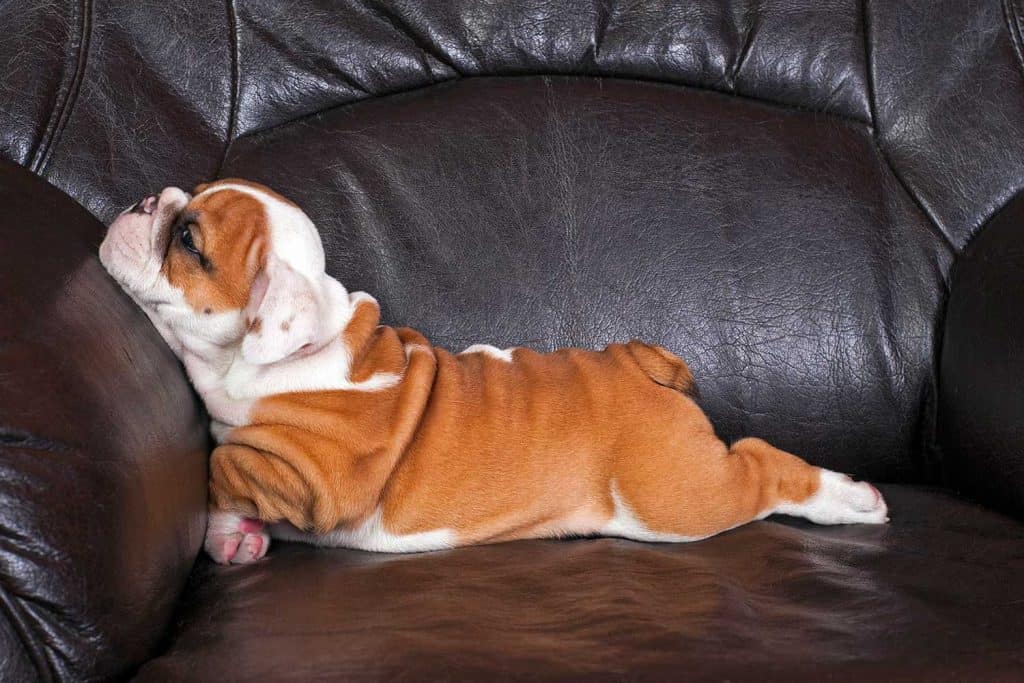 English bulldog puppy laying on leather chair