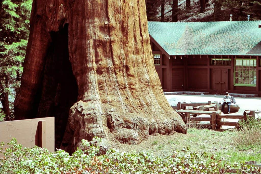 Huge Sequoia tree next to a home with country home