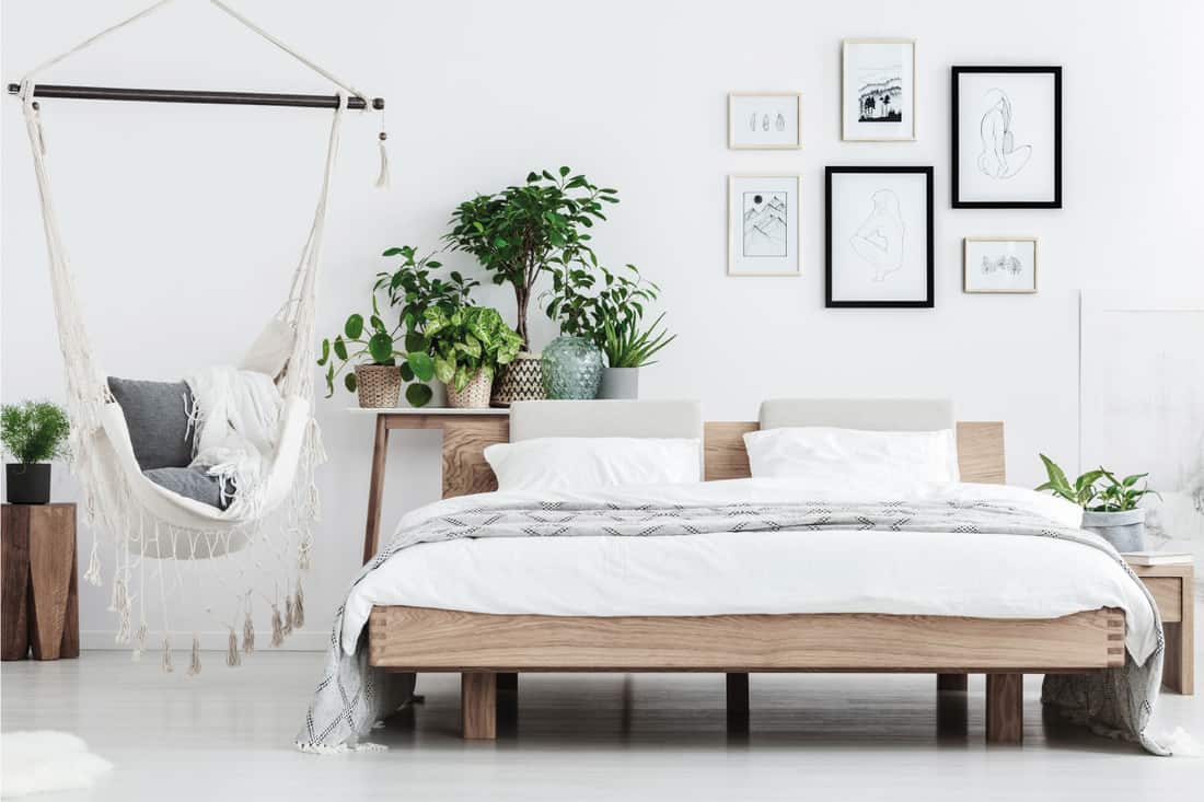 Plants behind wooden bed near hammock with pillows in natural spaced bedroom with posters on white wall
