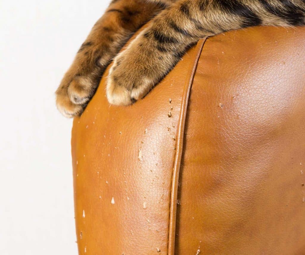 Is Leather Furniture Good For Cats And, How To Protect Leather Couch From Kitten