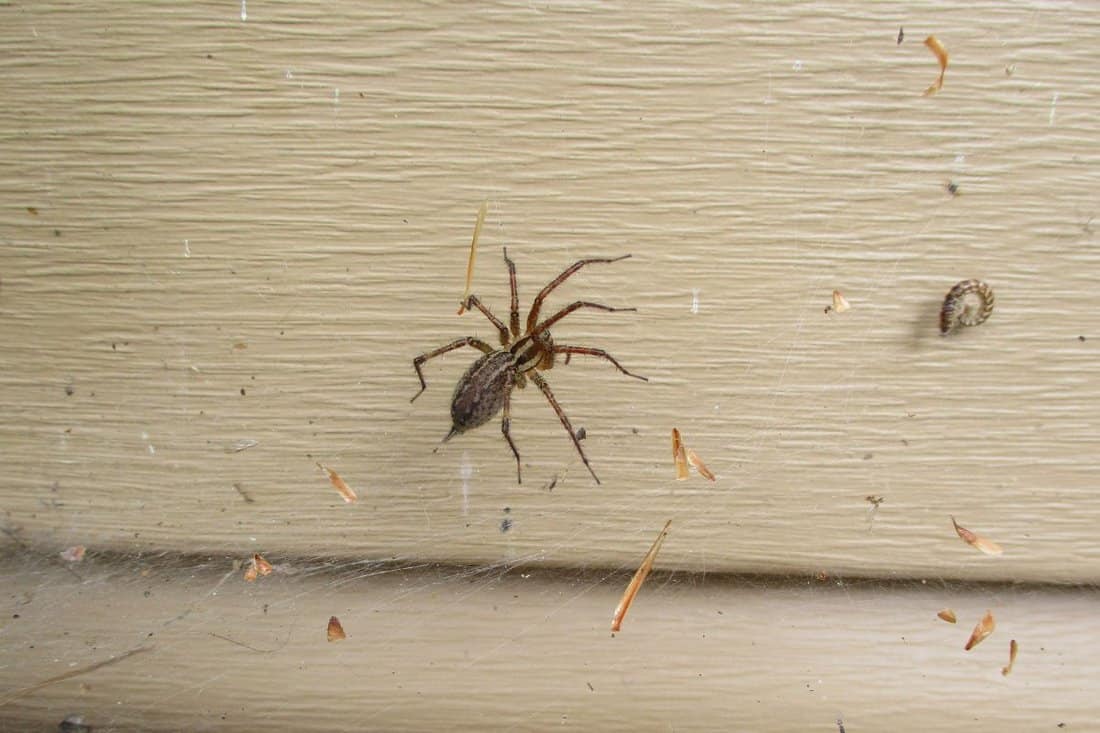 a wolf spider in a web against a house close up