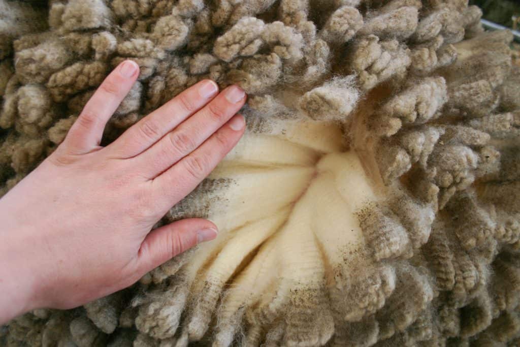 A woman holding a Merino wool