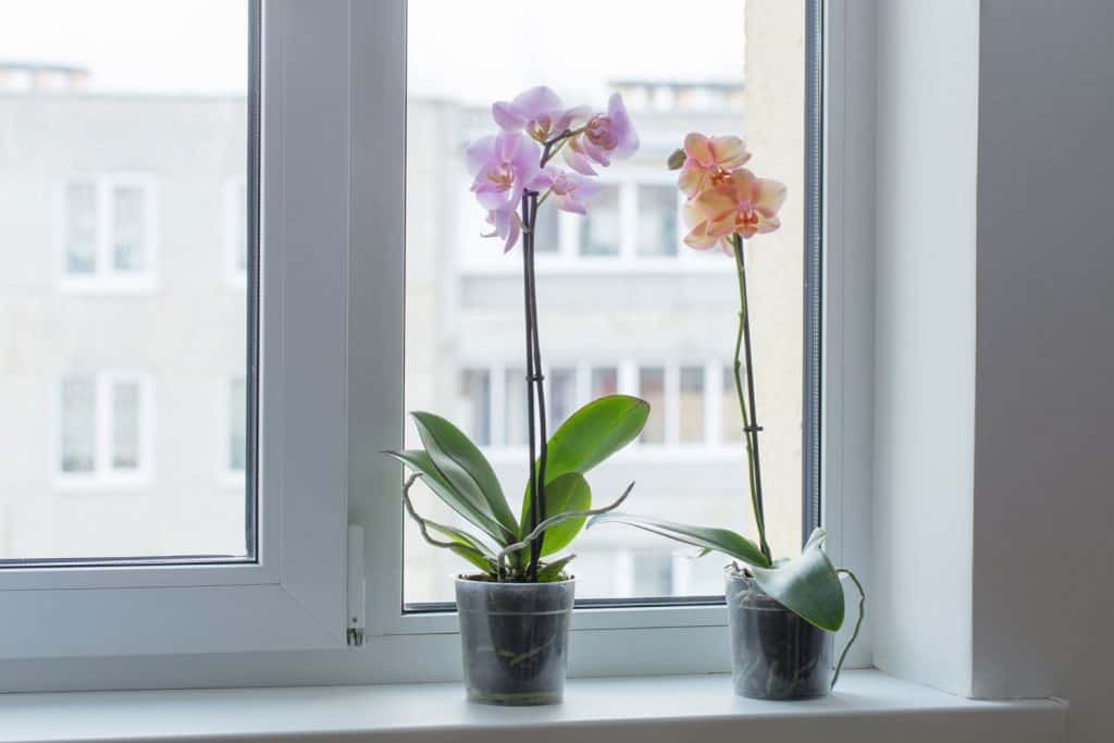 An apartment window decorated with orchids