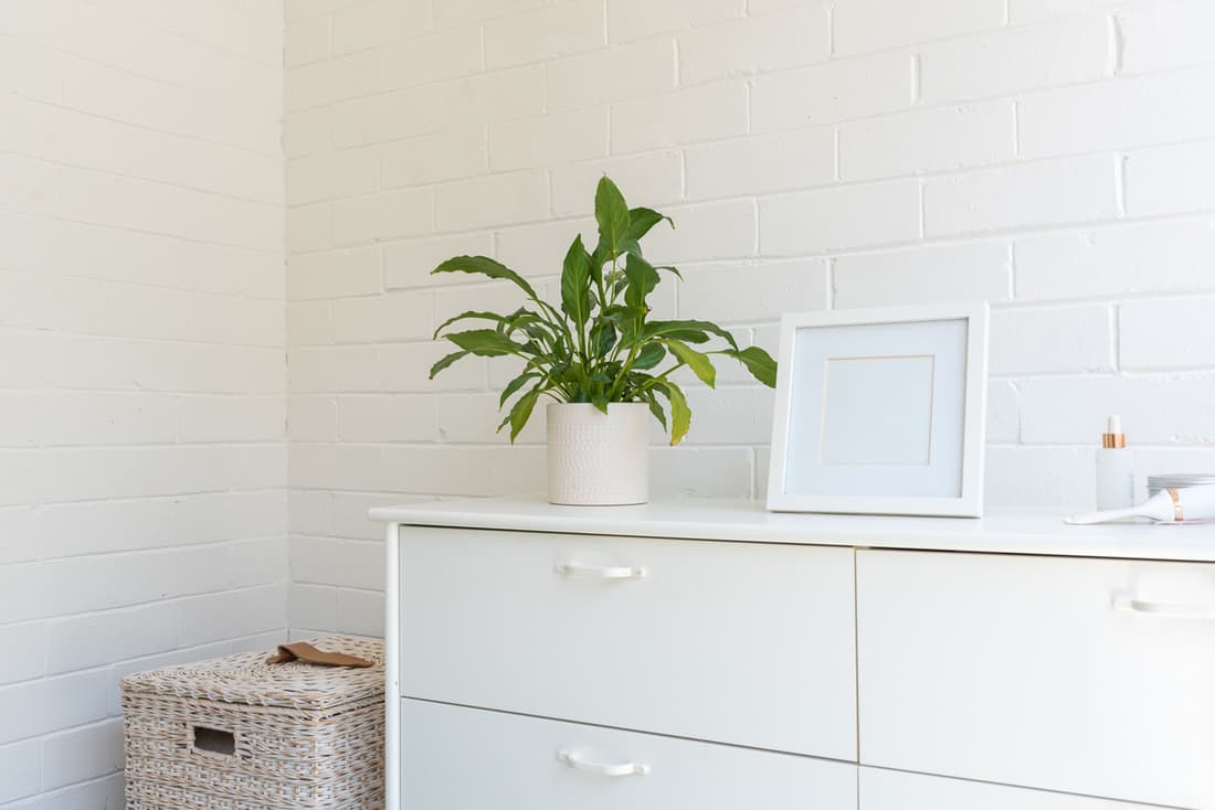 Angled close up of white dresser against painted brick wall with pot plant and square picture frame (selective focus)
