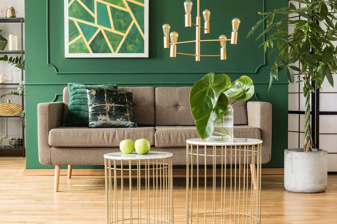 Contemporary living room with a gray sofa, a money tree on the side, and a green accent wall on the background