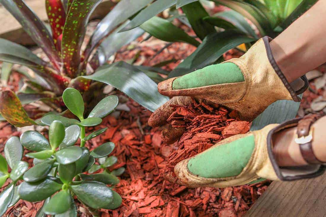 Garden maintenance with mulch red timber woodchip