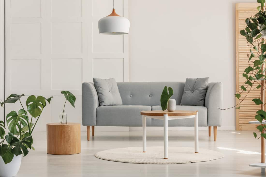 Green leaf in white vase on round wooden coffee table in stylish living room with grey scandinavian sofa. minimalist vibes