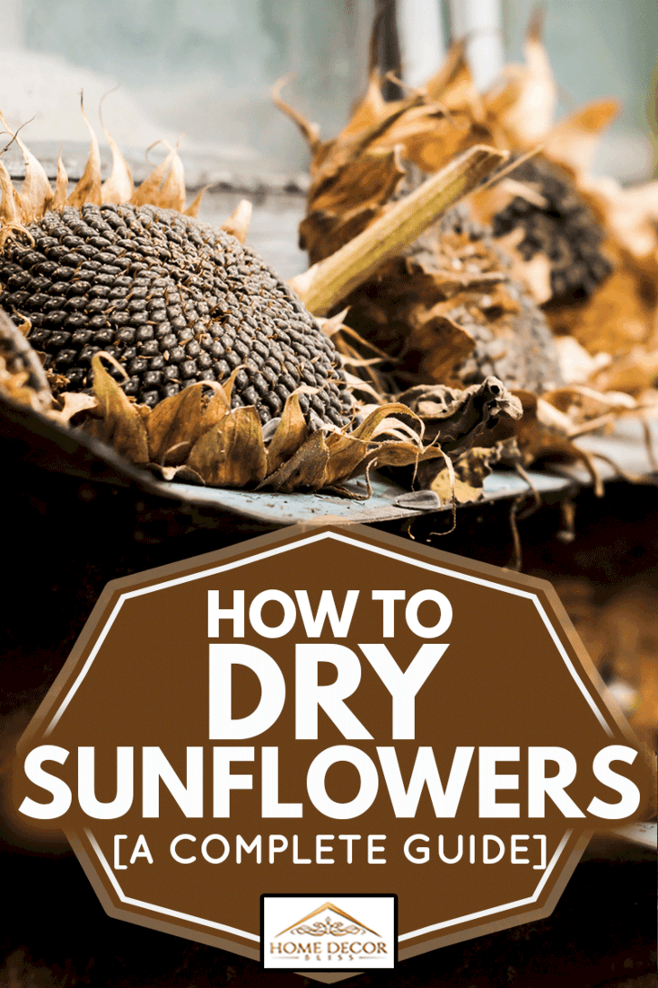 sunflowers, dry head lying on an old windowsill, How To Dry Sunflowers [A Complete Guide]