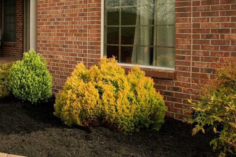 Mulch around bushes in front yard of a house with brick walls, What Color Mulch For A Red Brick House?