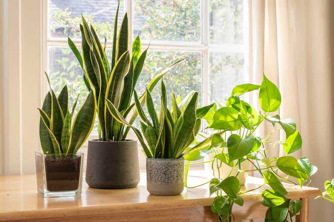 Plantes de serpent en pot à l'intérieur d'un bel appartement ou appartement neuf