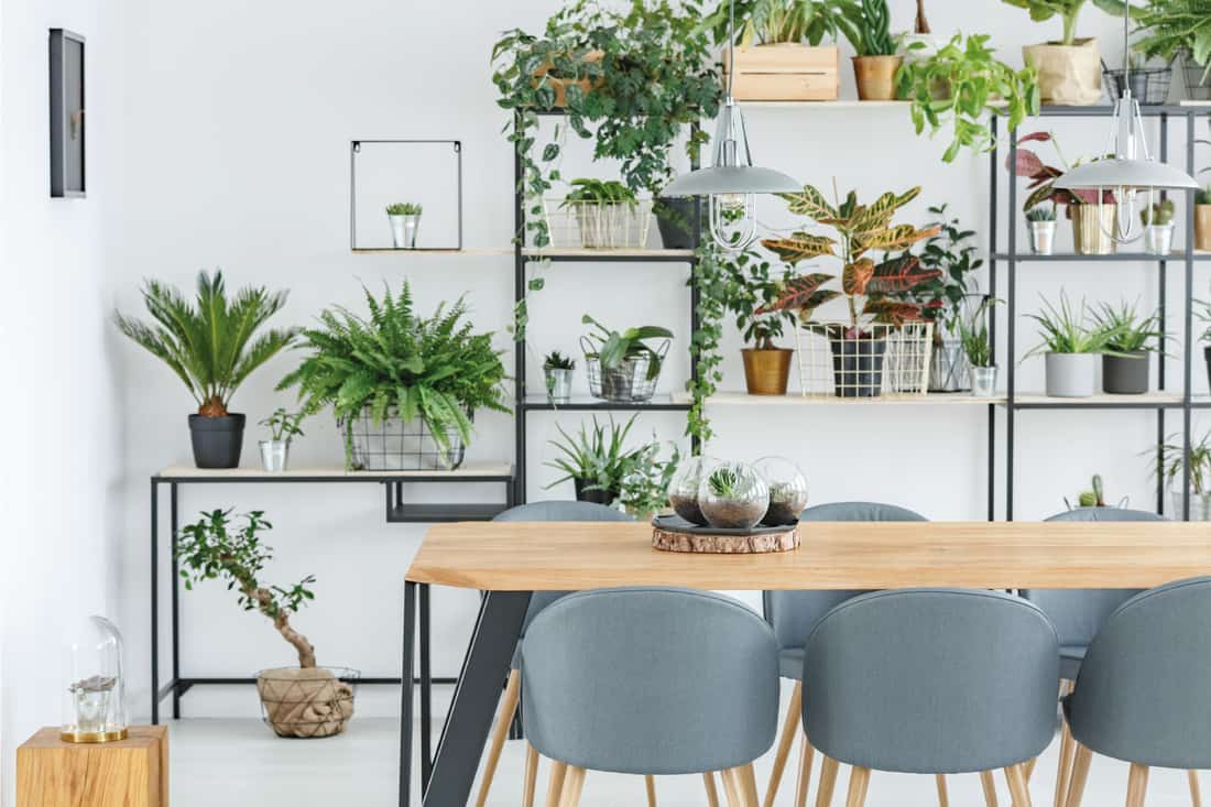 Wooden table and gray chairs in dining room interior with plants on shelves and tree against white wall