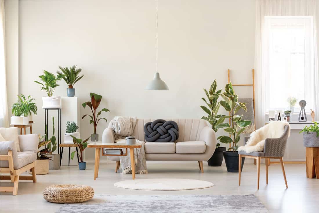 living room interior full of plants with a grey couch, wooden table, lamp, with the two chairs on the opposite sides of the room. neutral tones with lots of greenery