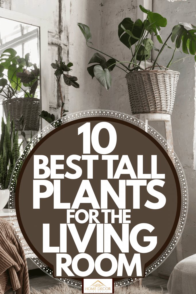 Indoor plants inside a Boho themed living room with drapes and a mirror on the side, 10 Best Tall Plants For The Living Room