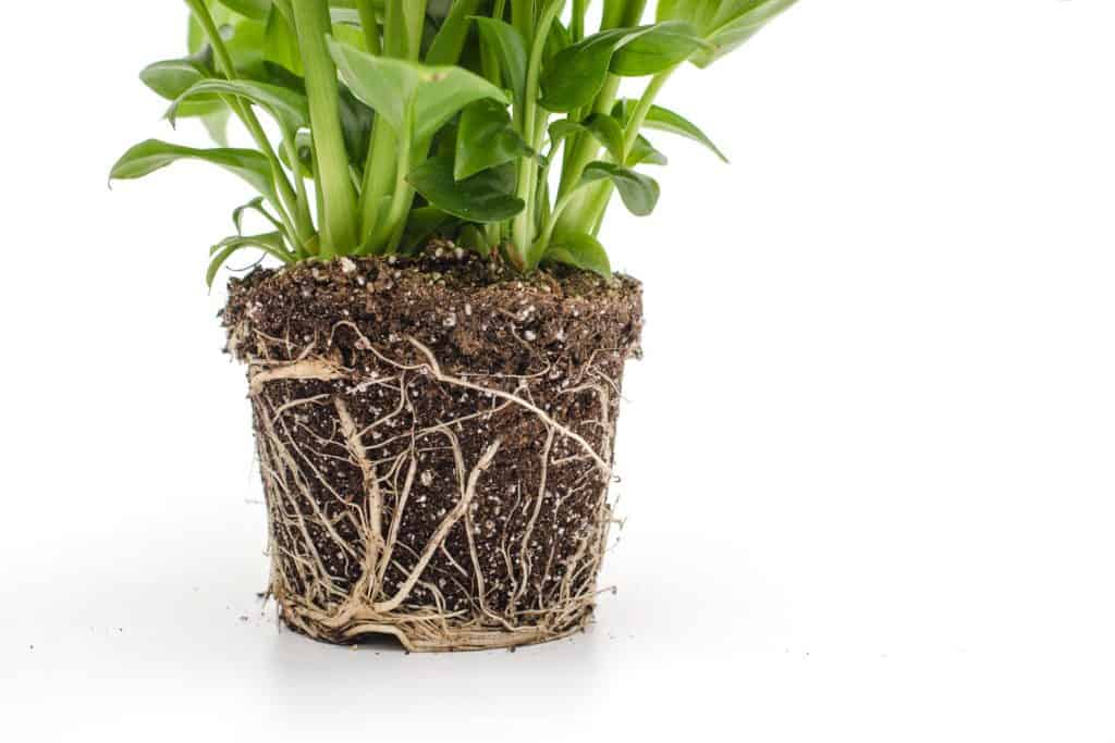A detailed view of an indoor plants roots on a white background