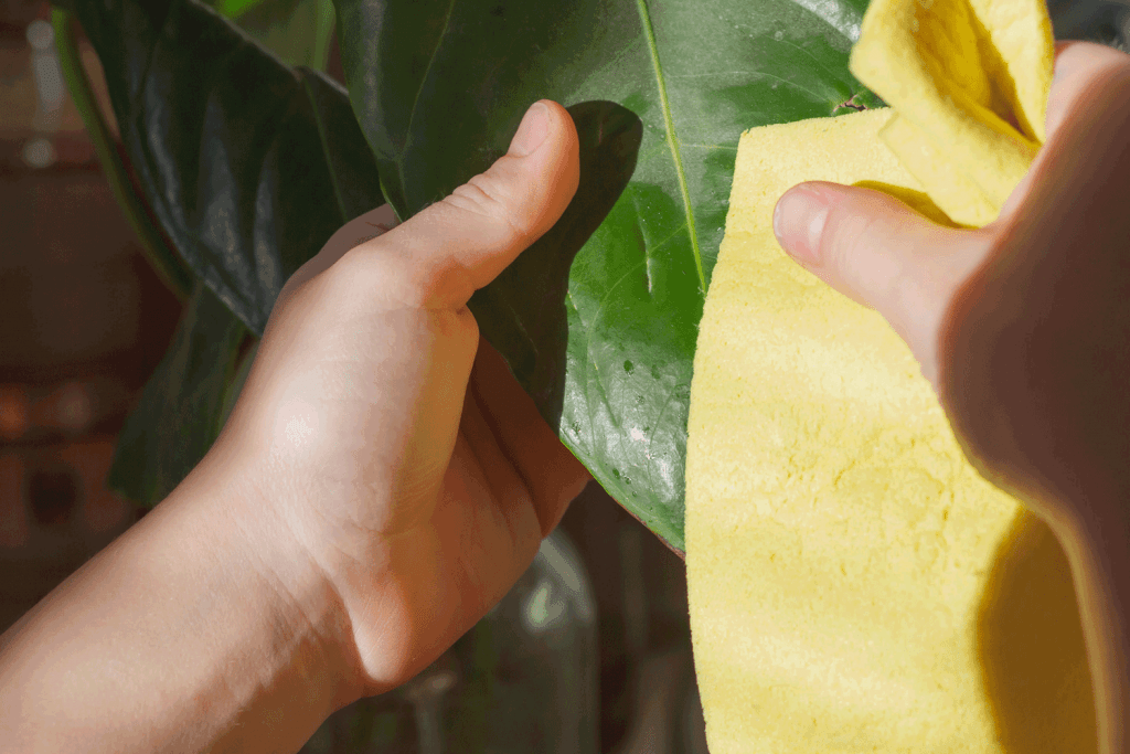 A woman wiping the leaves of her indoor plant