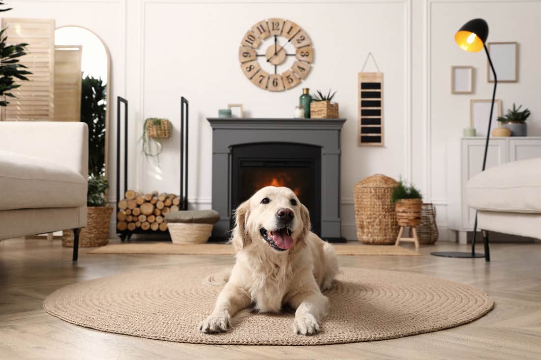 Adorable Golden Retriever dog on floor near electric fireplace