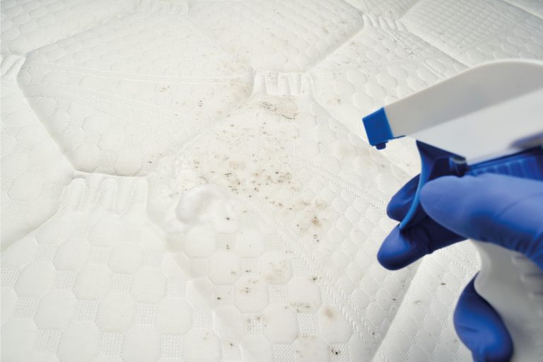 Removing mold with a Foam cleaner. Cleaning a mattress cloth with a liquid stain remover. Fungus, mildew or mould on the fabric. Can You Clean A Mattress With Bleach